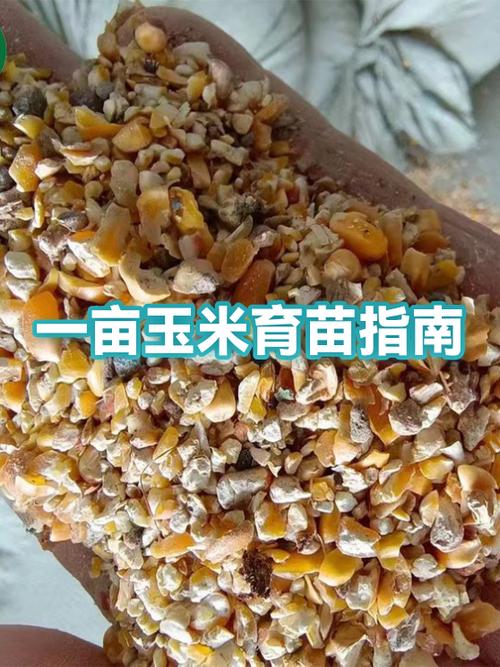 玉米芯育苗6大忌截图