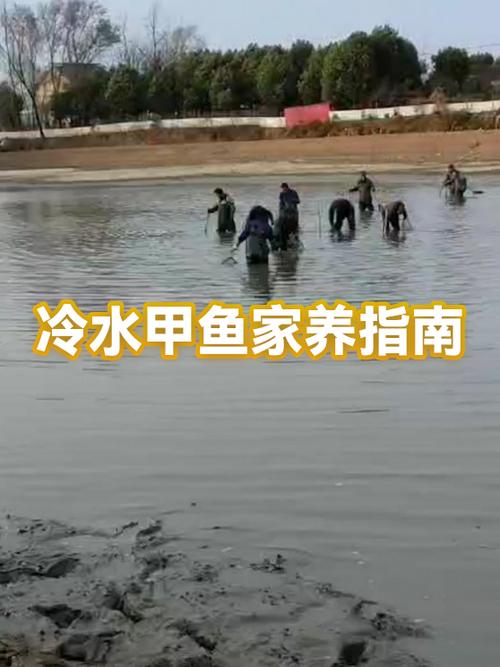 甲鱼喜欢深水还是浅水缩略图