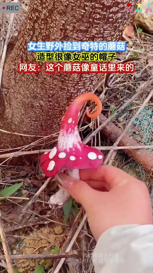 蘑菇mogu2缩略图