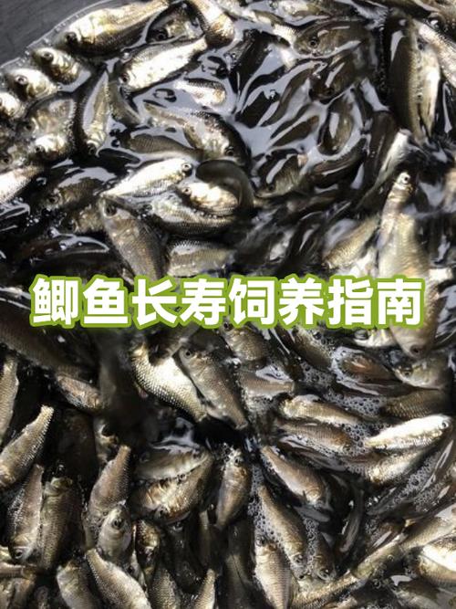鲫鱼的寿命
