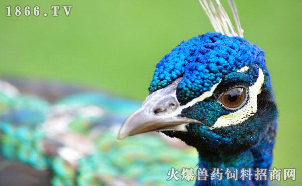 孔雀TV海外版截图