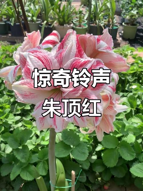 铃声图标变红色怎么办截图