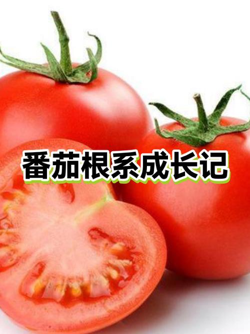 番茄种子萌发过程图