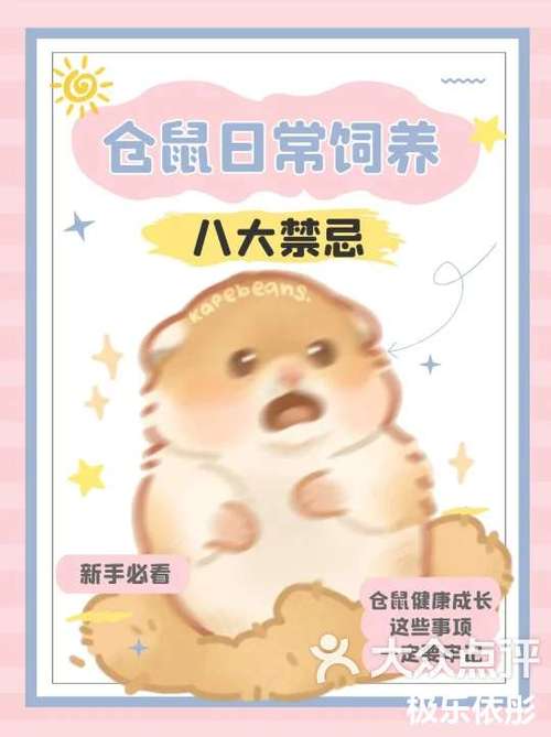 仓鼠饲养的注意事项
