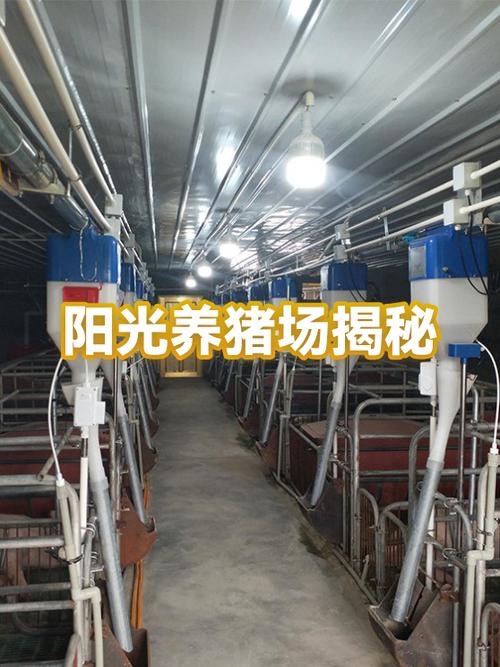 阳光养猪场赚钱图标