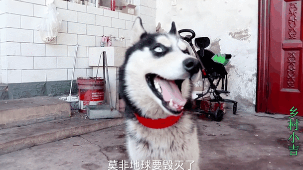 二哈吐舌表情什么意思