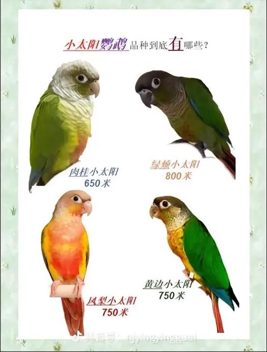 鹦鹉编号查询网站截图