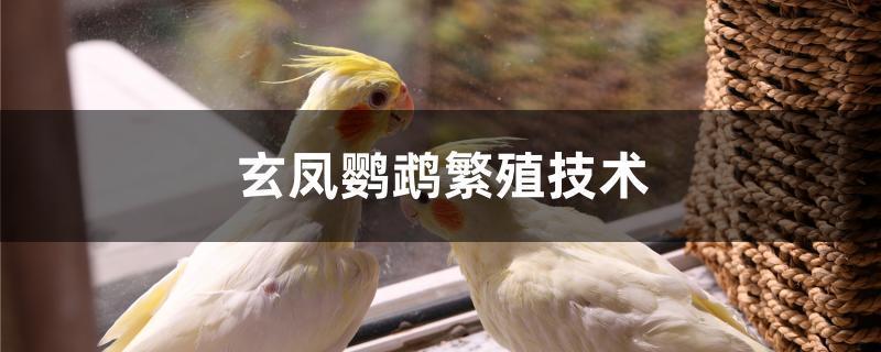 玄凤鹦鹉繁殖技术缩略图