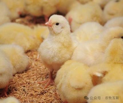 1-40天小鸡的体型图截图