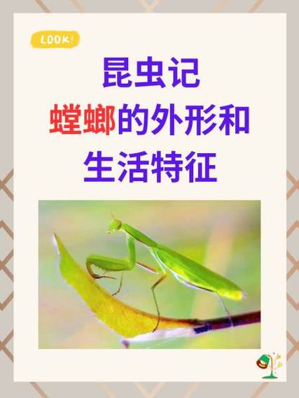 螳螂饿几天才会死缩略图