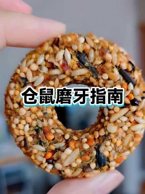 仓鼠怎么和主人玩截图
