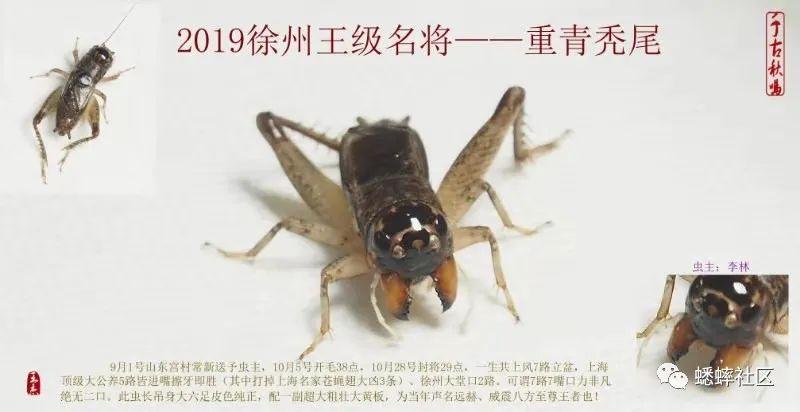 十大最贵蟋蟀排名图标