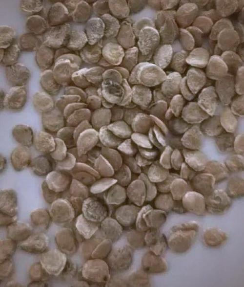 番茄的种子是什么颜色缩略图