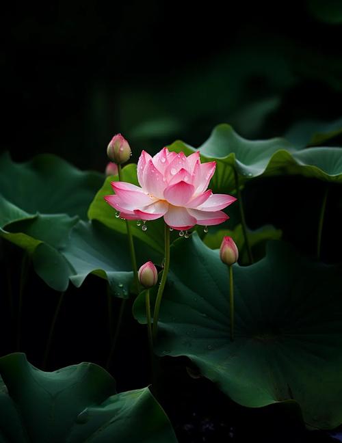 莲花梦迟(一蓑烟雨)缩略图