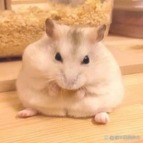 仓鼠独自在家半个月可以吗图标
