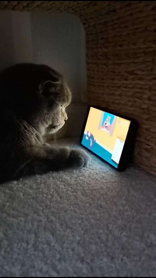 猫视频给猫看
