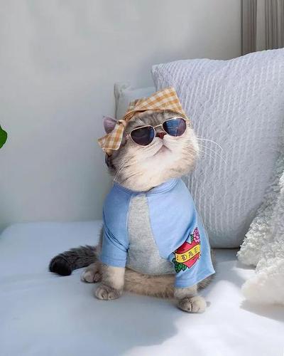 绅士猫咪