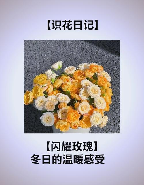 不同花的花语截图
