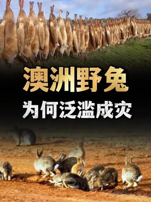 澳洲野兔