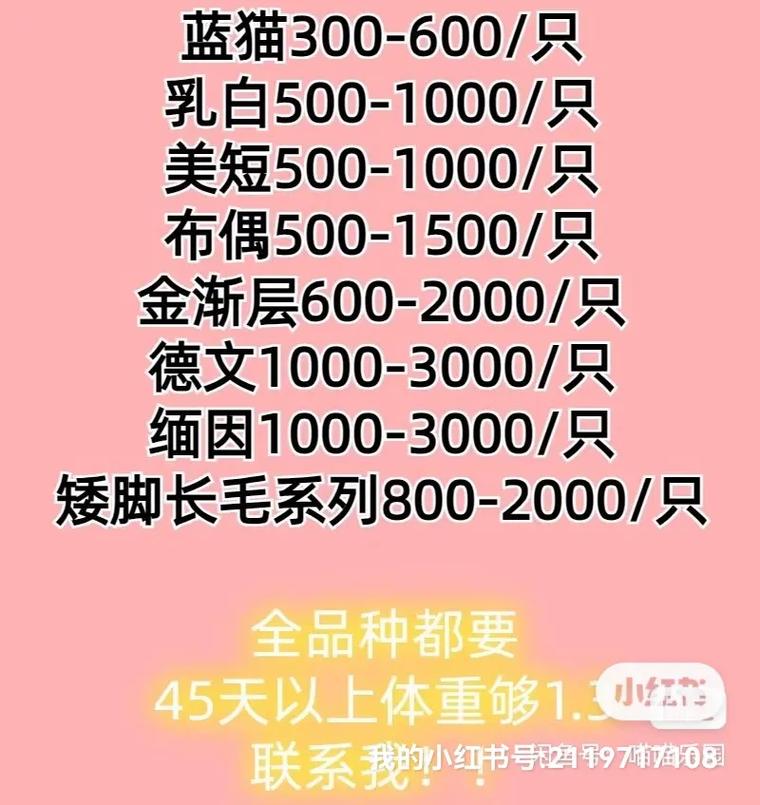 猫回收店价格表游戏截图