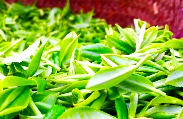 绿茶黑色好还是绿色好