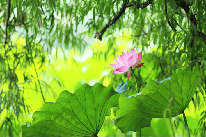 采荷花的诗句图标