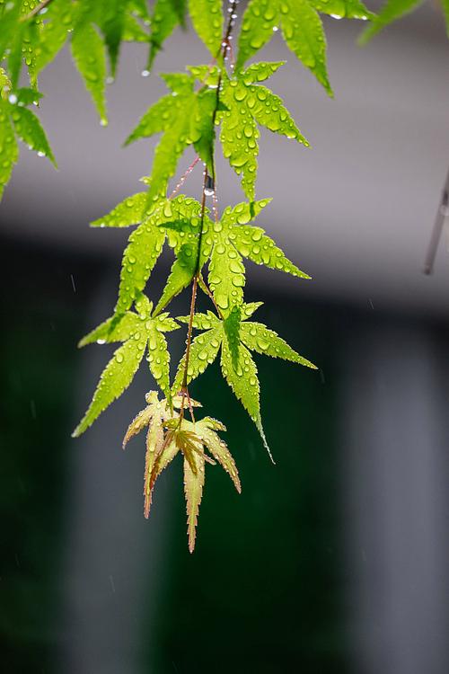 雨中的枫叶说说截图