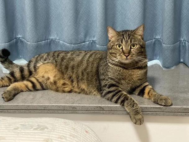 花猫软件库下载