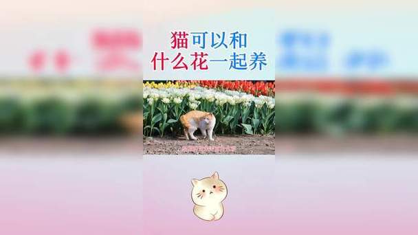猫可以和什么花一起养截图