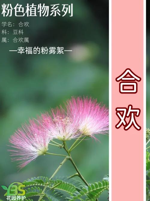 岁岁合欢by望舒小说图标