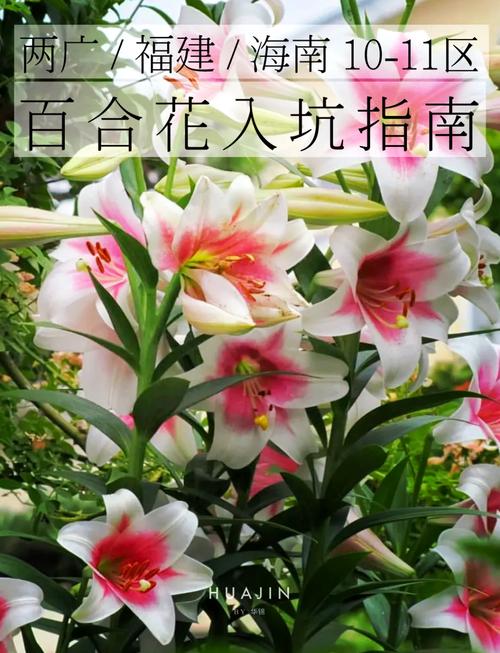 1亩百合一年收入缩略图