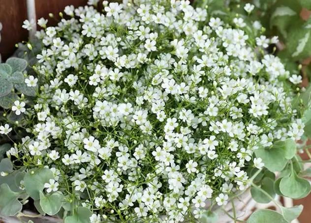 满天星的花语是什么?截图
