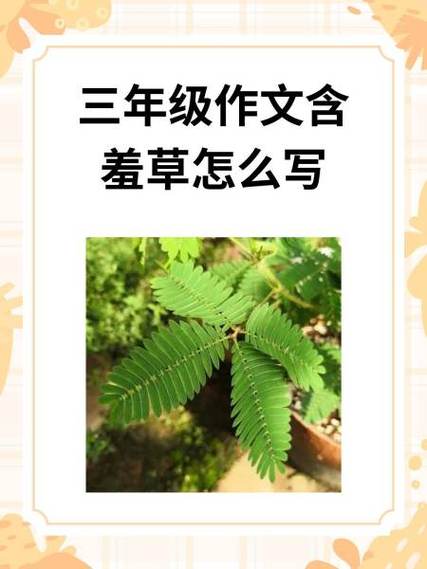 描写草的作文600字截图