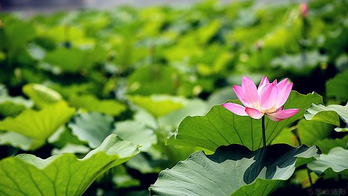 荷花安卓下载()缩略图