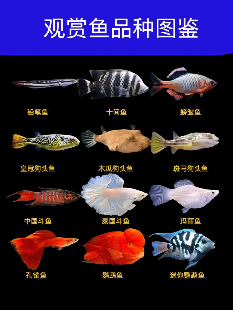 什么样的鱼好养活游戏截图