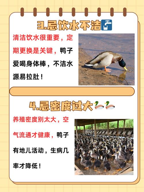 鸭子入宅的九大预兆截图
