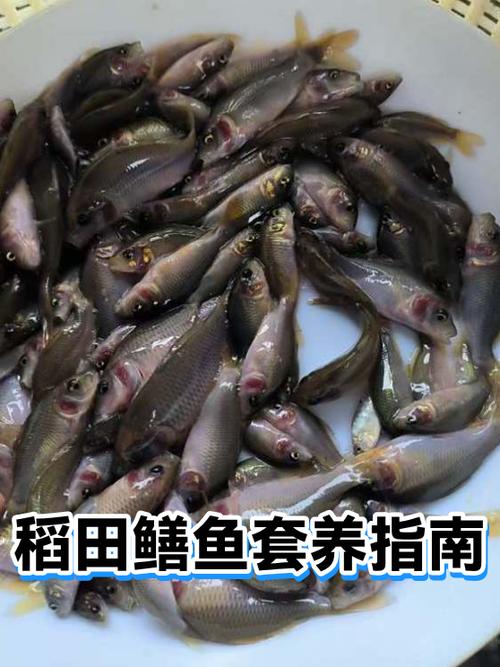 致富经稻田里粗养黄鳝