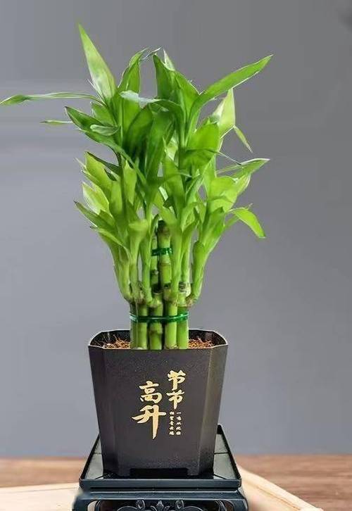 富贵竹一般多高最旺财缩略图