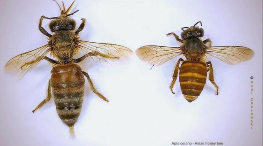 bumblebee和bee区别图标