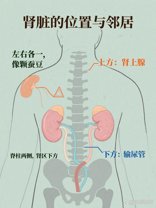 肾在人体哪个位置图片