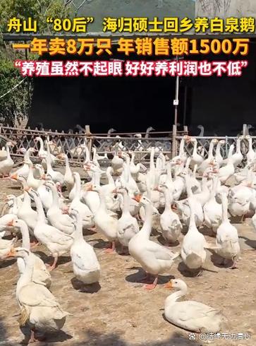 养1000只鹅需要投资多少钱截图
