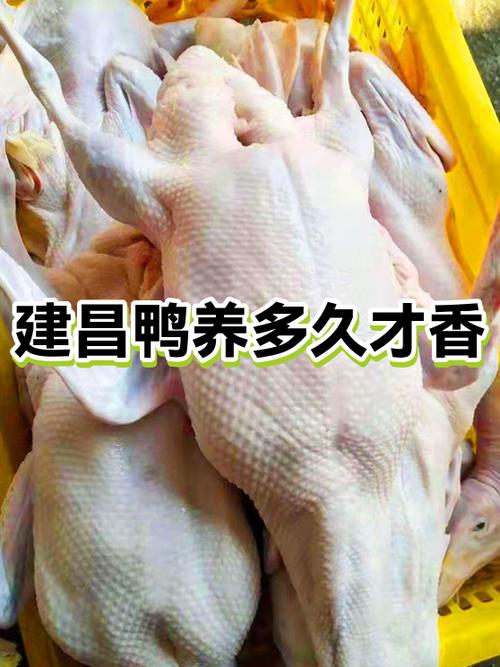 家养鸭子的寿命一般是多少年