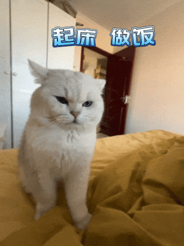 猫饿了两天会怎么样