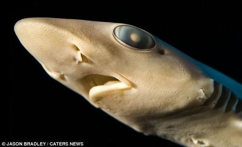 皱唇鲨怎么养