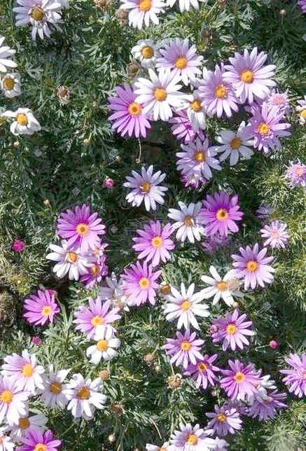 小雏菊什么时候开花