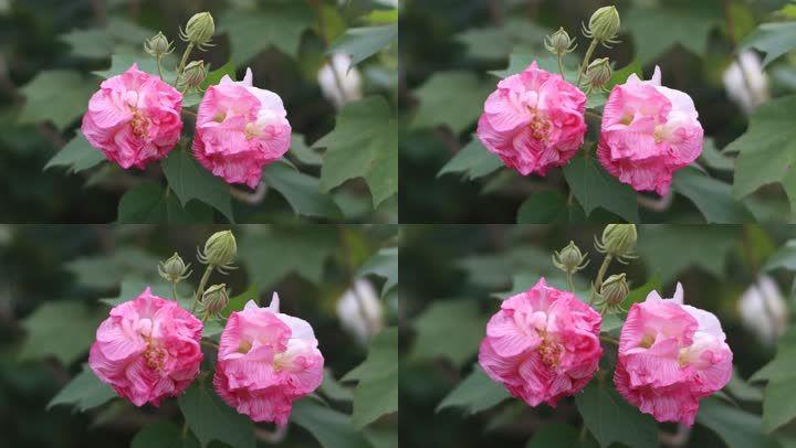 芙蓉视频缩略图