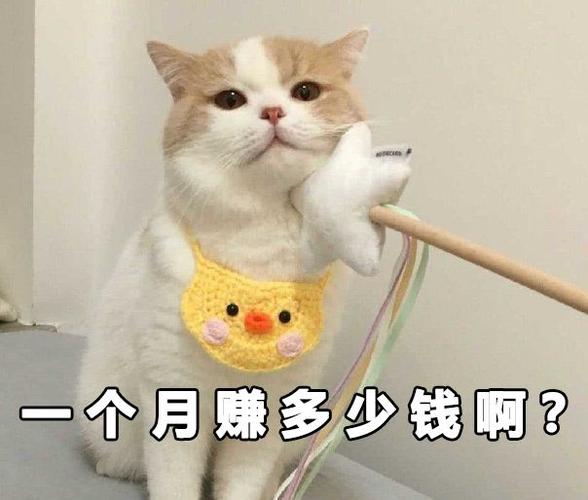 猫咪赚悬赏平台