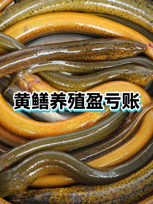 养一亩黄鳝利润多大缩略图