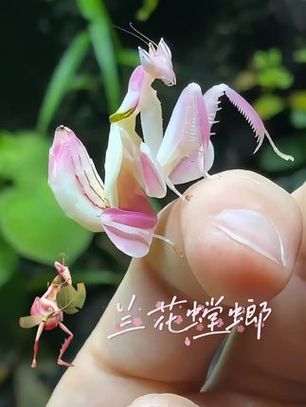 兰花螳螂的价格