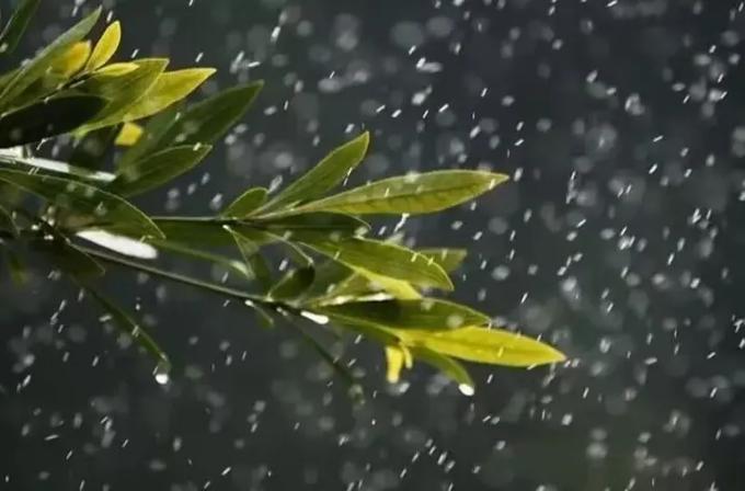 春雨免费版在线观看全集电影视频动